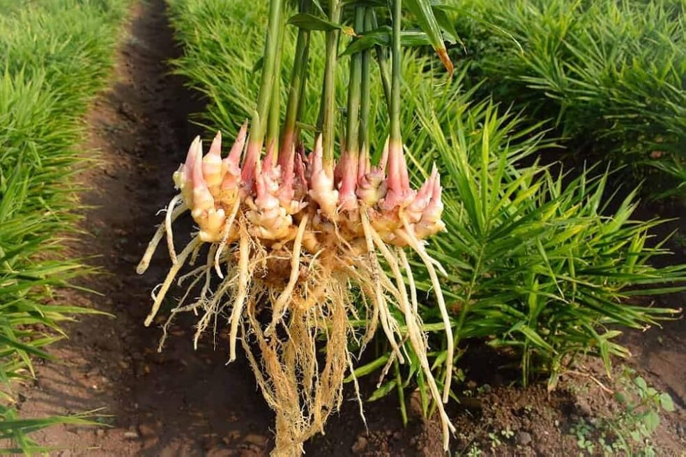 ginger for stomach pain, natural digestive remedies, ginger root digestion, stomach cramp relief, ginger digestive benefits