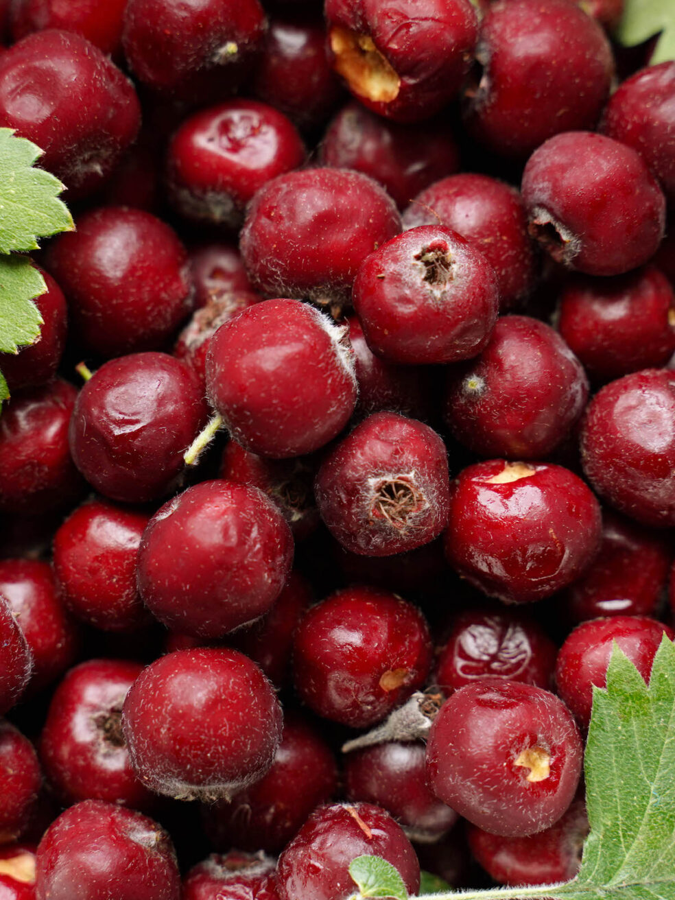 hawthorn berry circulation, improve heart function naturally, early heart disease symptoms, hawthorn blood pressure, cardiovascular herbs