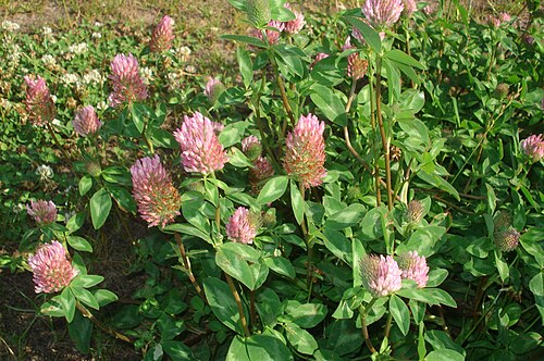 red clover blood thinner, prevent blood clots naturally, natural anticoagulant herbs, sticky blood remedies, red clover platelet aggregation