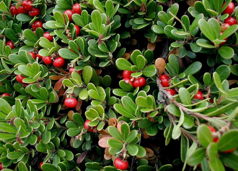 natural diuretic herbs, herbal kidney flush, detox urinary system naturally, natural water retention remedies, bladder cleanse herbs