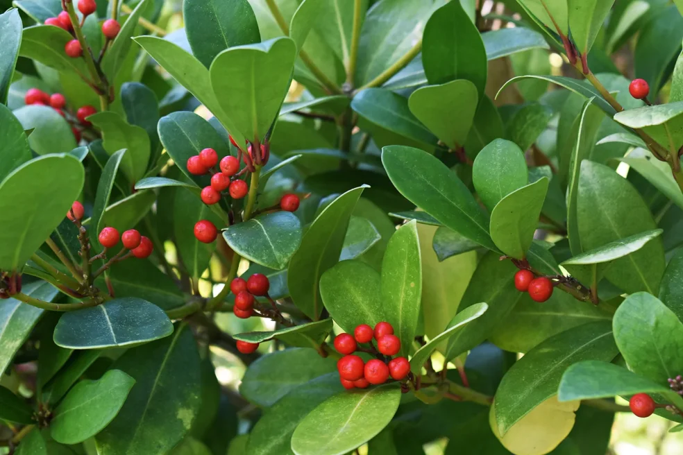 wintergreen oil joint pain, natural arthritis relief, wintergreen for joints, reduce joint inflammation naturally, wintergreen oil arthritis